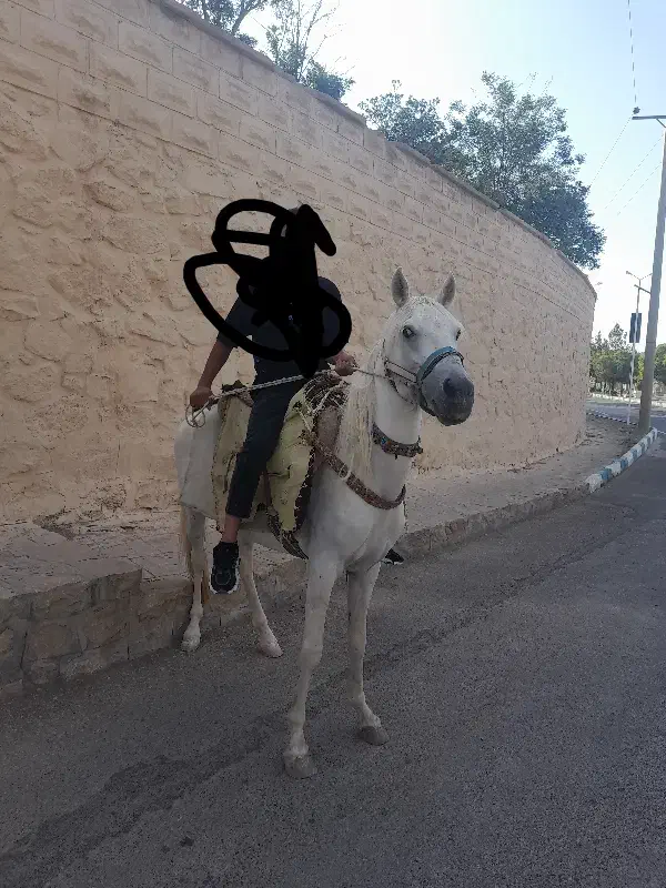 اسب|اسب و تجهیزات اسب‌سواری|شاهرود, |دیوار