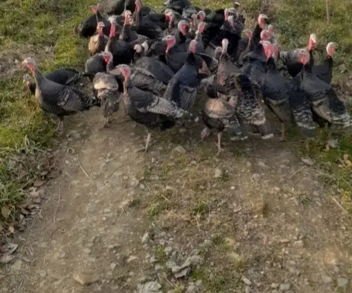 بوقلمونکاملامحلیواورگانیک|حیوانات مزرعه|سیاهکل, |دیوار