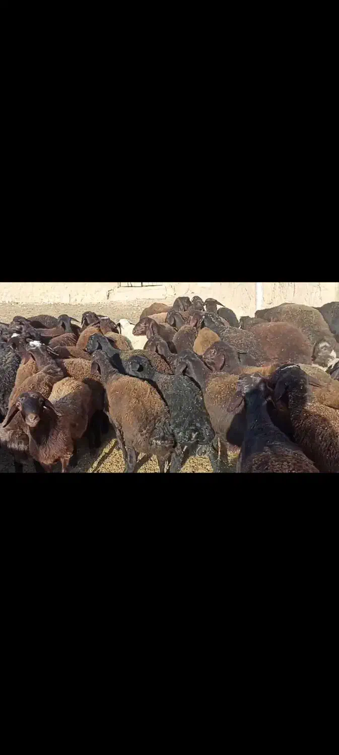 بره افشار نروماده|حیوانات مزرعه|بجنورد, |دیوار