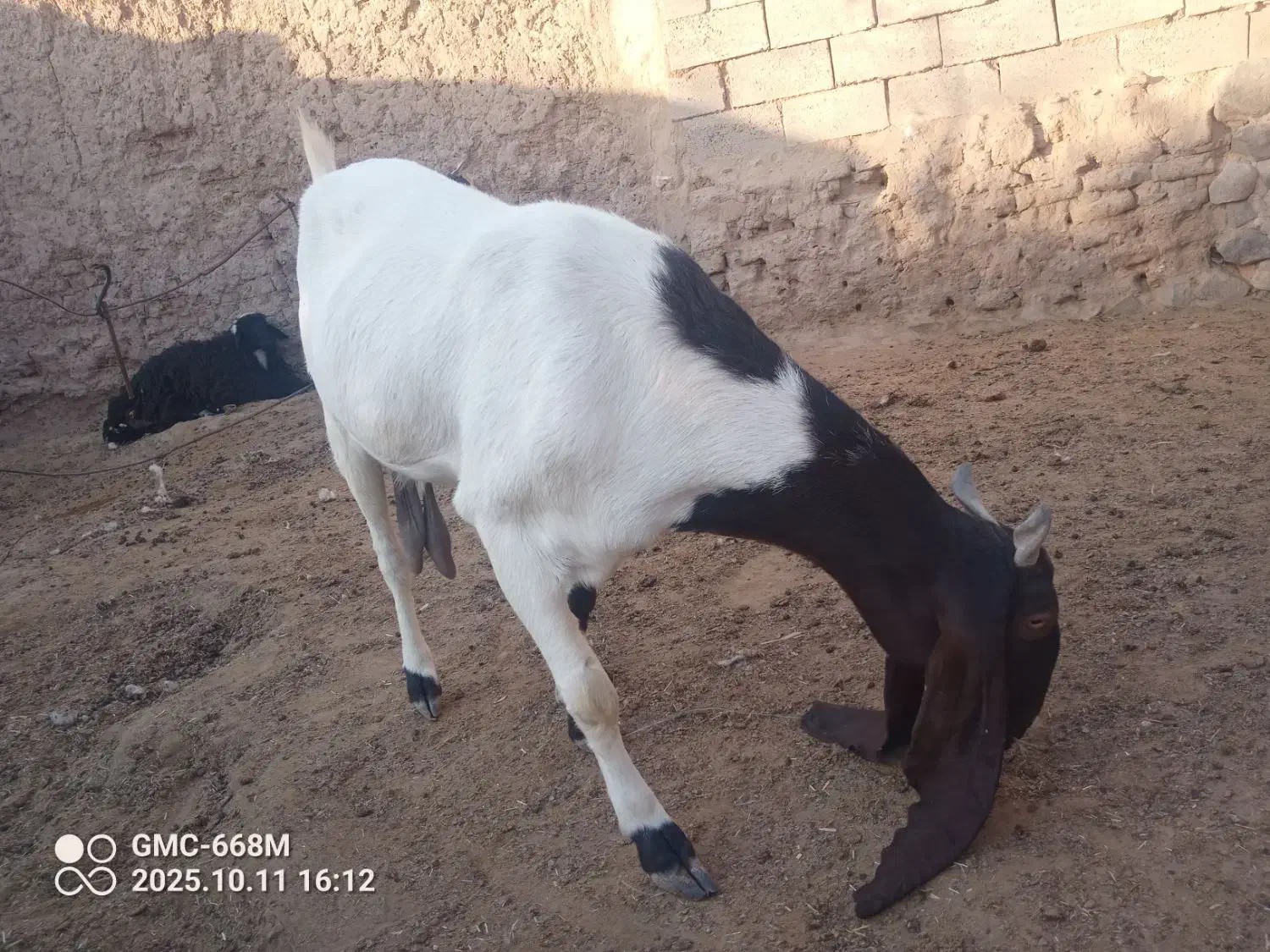 بزپاکستانی .بنگالی|حیوانات مزرعه|بیرجند, |دیوار