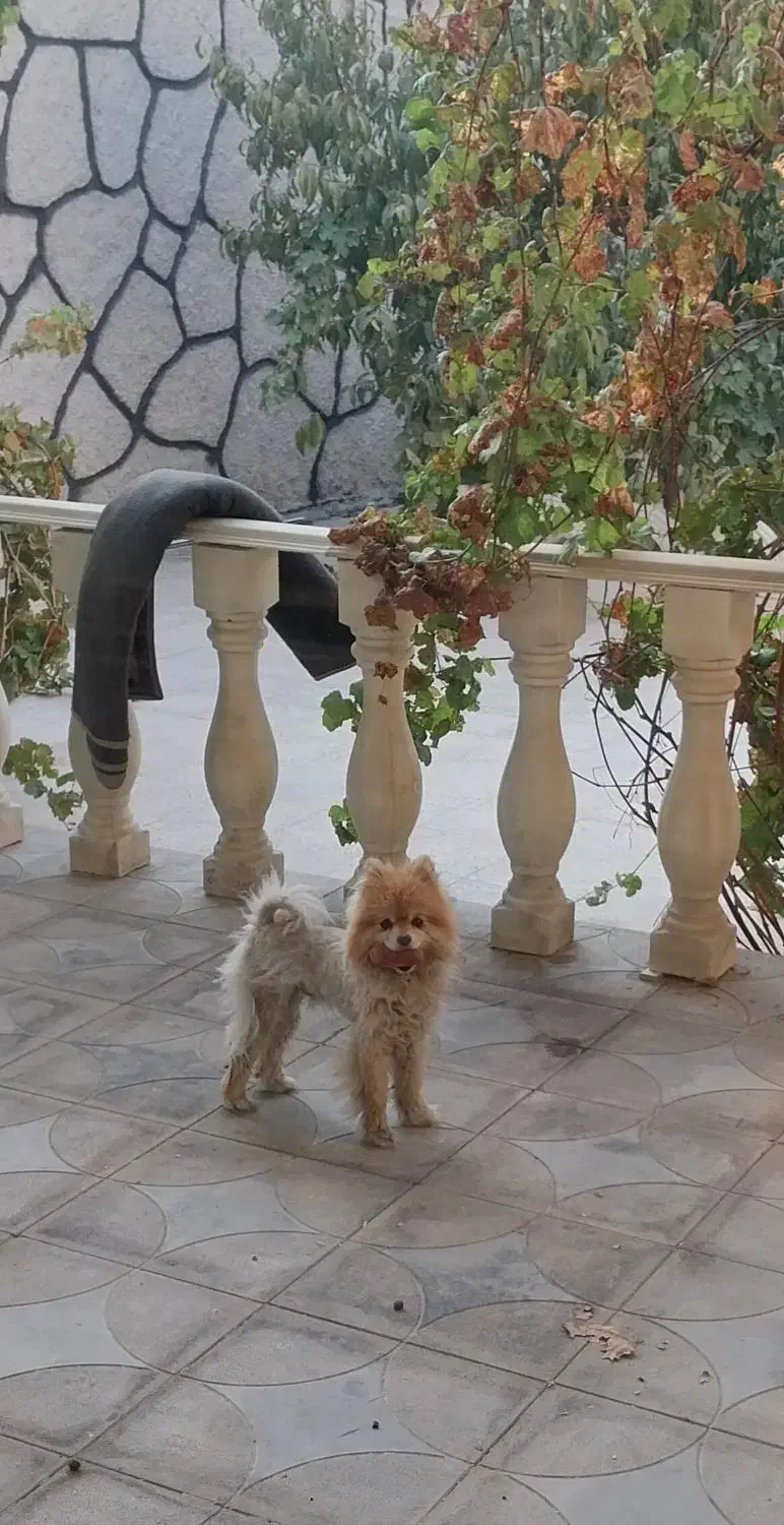 سگ خانگی پامر|سگ|فامنین, |دیوار