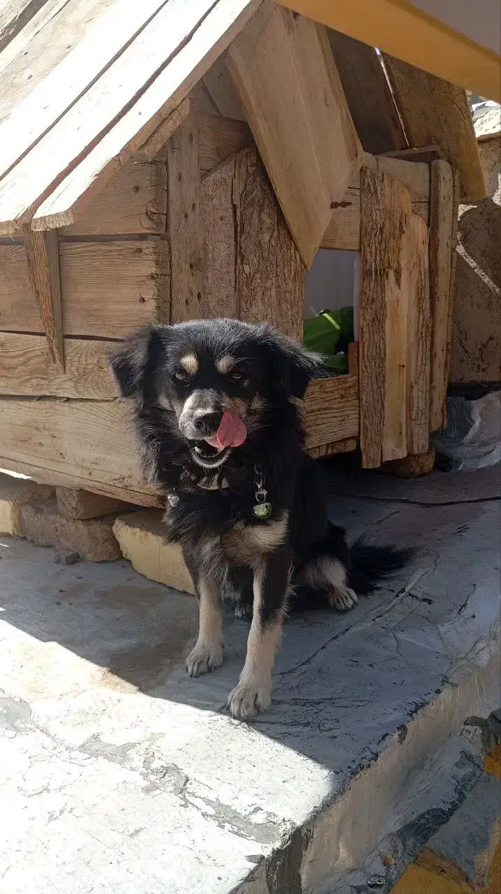 واگذاری پاپی|سگ|نجف‌آباد, امام خمینی|دیوار