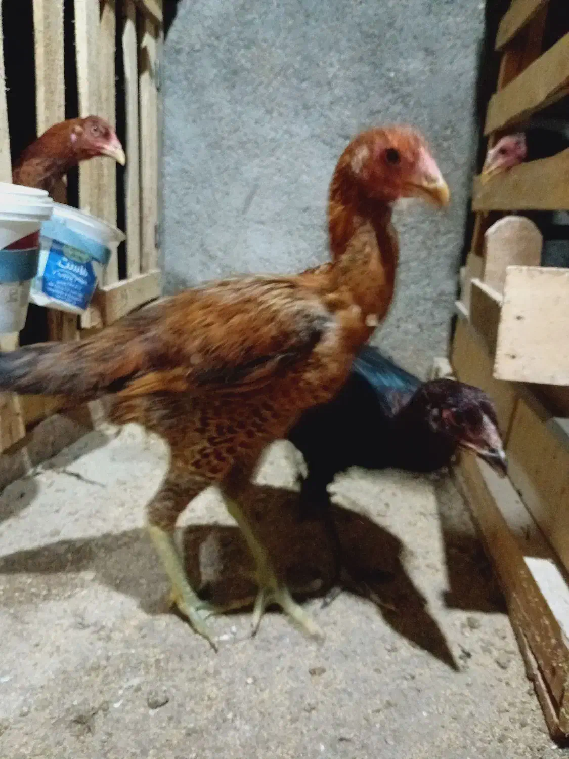 جوجه لاری|حیوانات مزرعه|گرگان, |دیوار