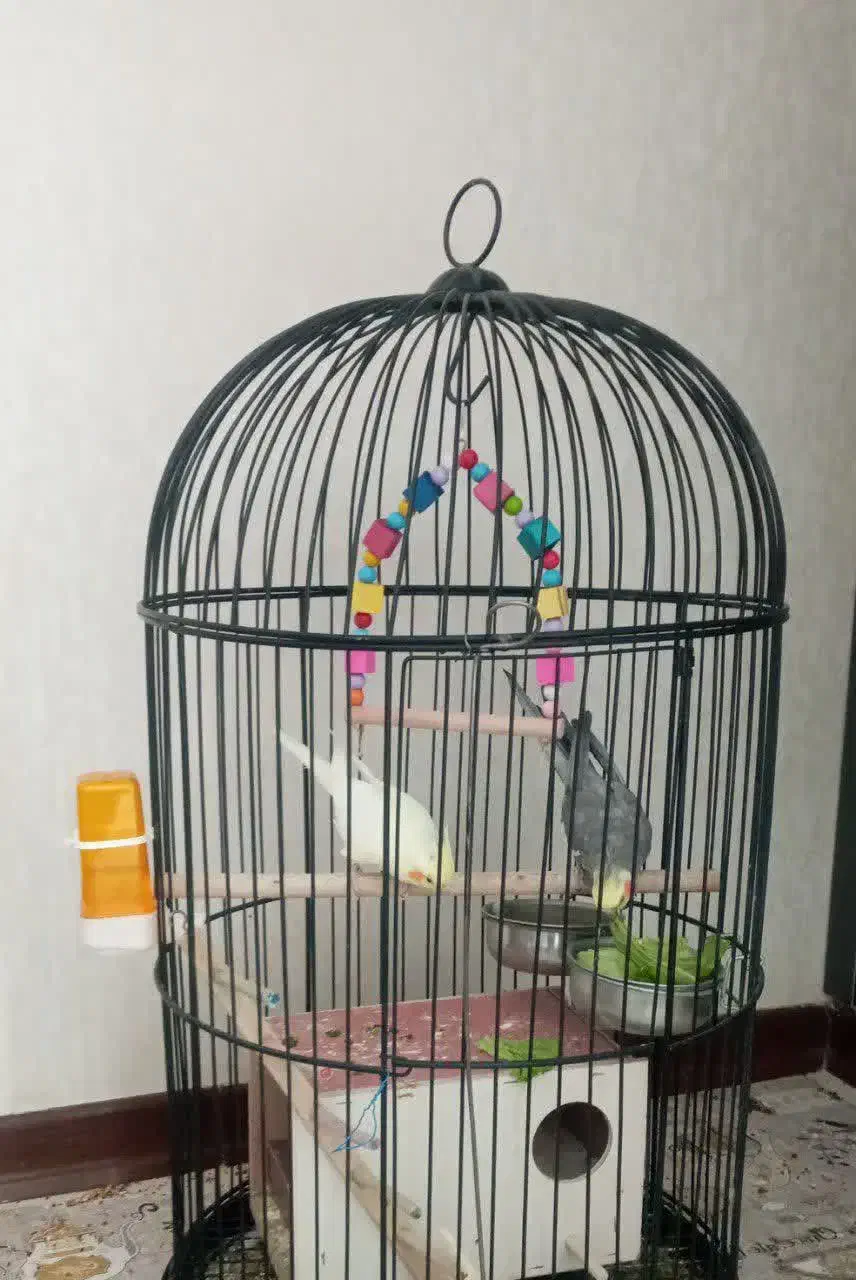 یک جفت عروس هلندی|پرنده|فولادشهر, مسکن مهر فولادشهر|دیوار