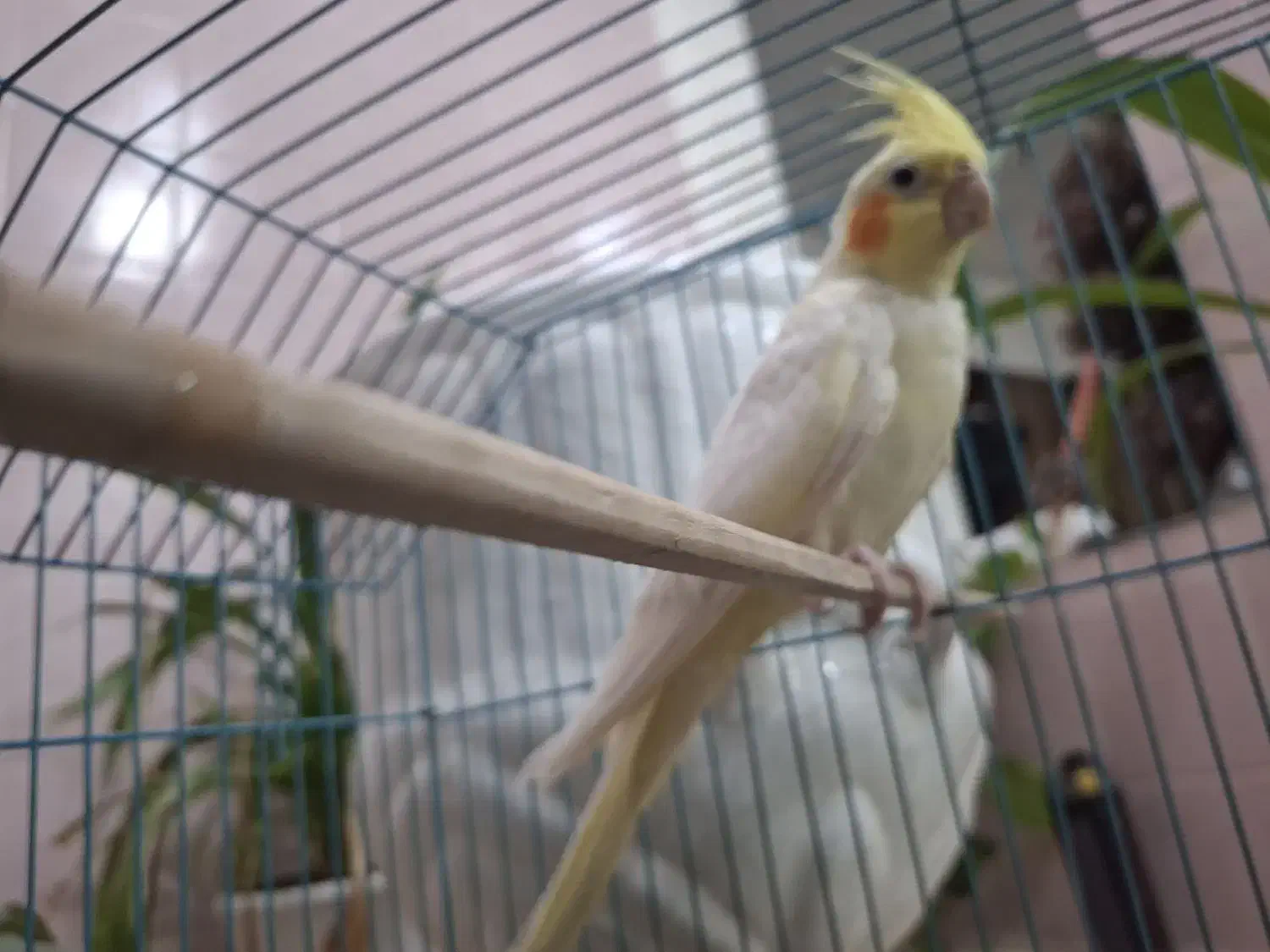 عروس هلندی لوتینو|پرنده|بافق, |دیوار