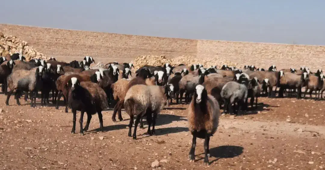 فروش گوسفند نـژاد شال|حیوانات مزرعه|مهریز, |دیوار