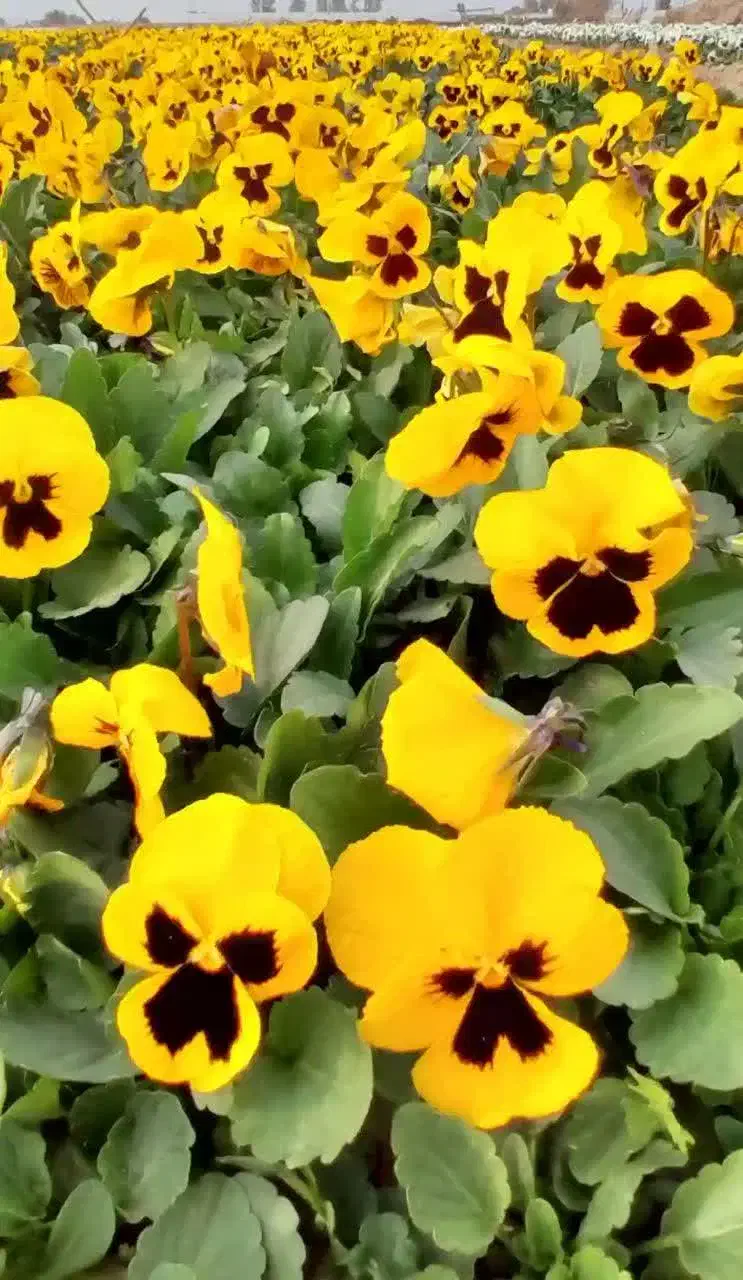 گل و گیاه فصلی|خدمات باغبانی و درختکاری|پاکدشت, پاکدشت (مامازند)|دیوار