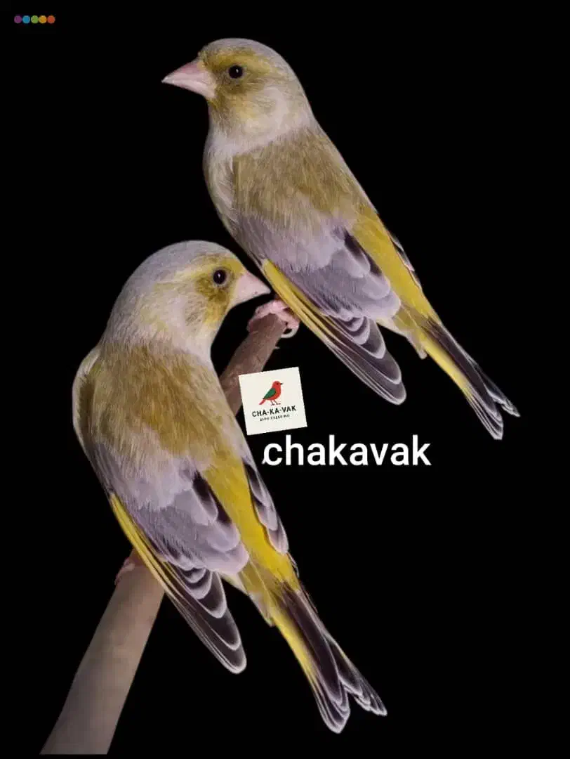 سهره سبز متولد قفس|پرنده|رودهن, |دیوار