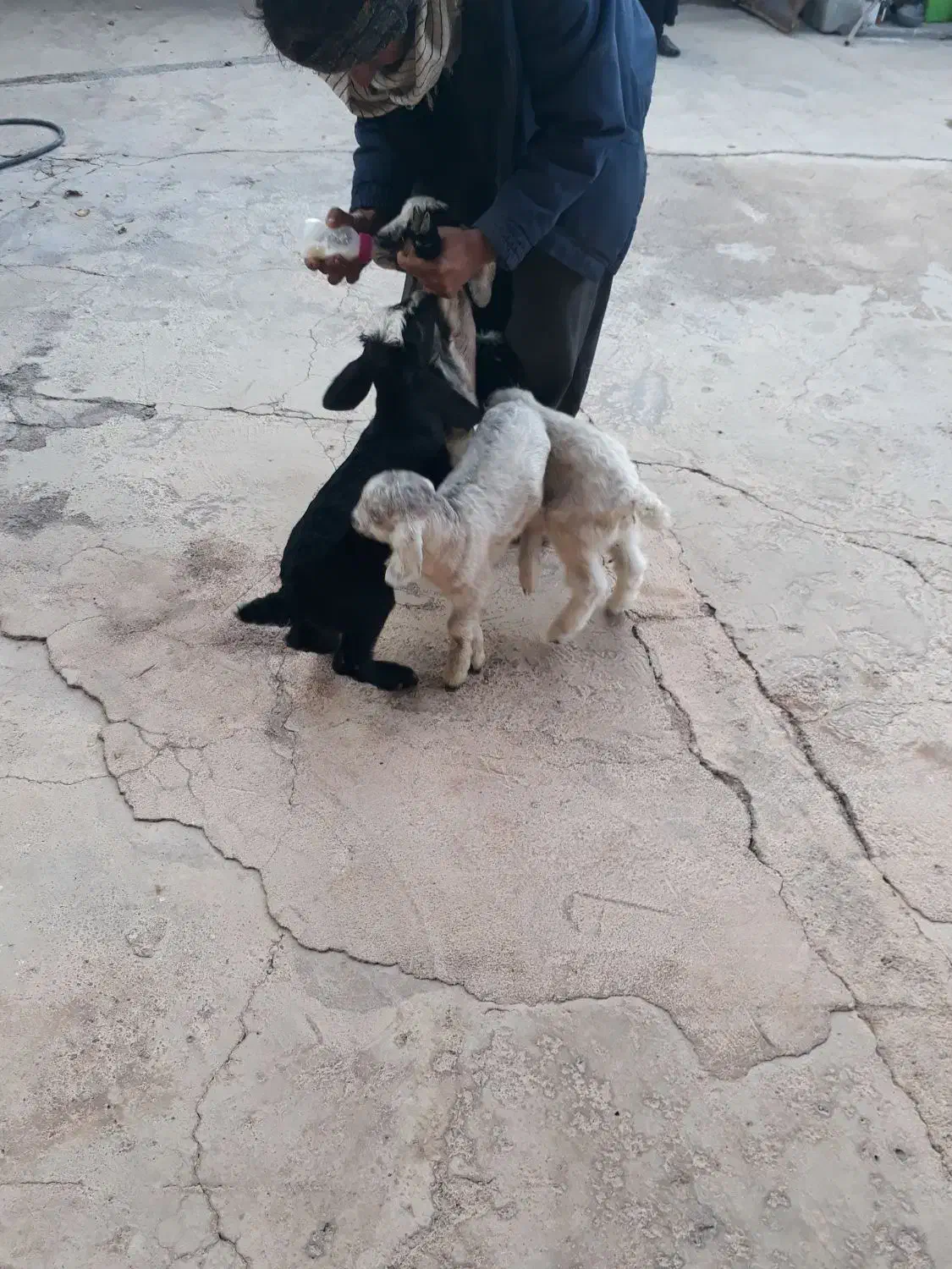 بزغاله|حیوانات مزرعه|هندمینی, |دیوار