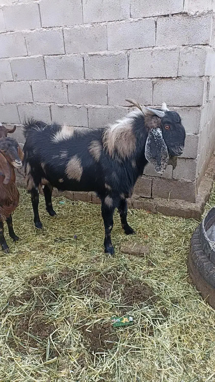 نری|حیوانات مزرعه|کرمان, |دیوار