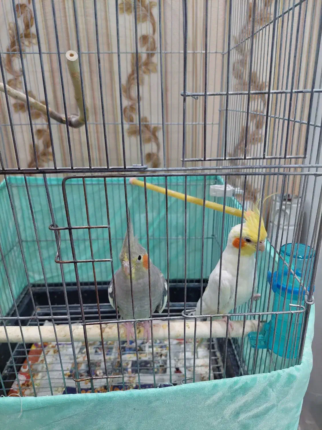 عروس هلندی|پرنده|تهران, والفجر (افسریه)|دیوار