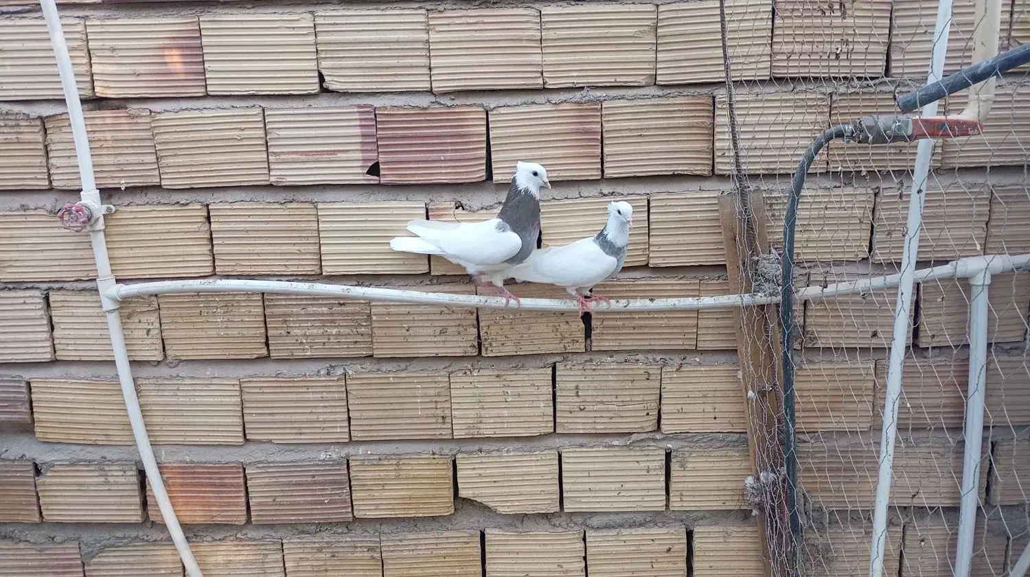 فروش جفت طوقی دم تخم|پرنده|نرماشیر, |دیوار