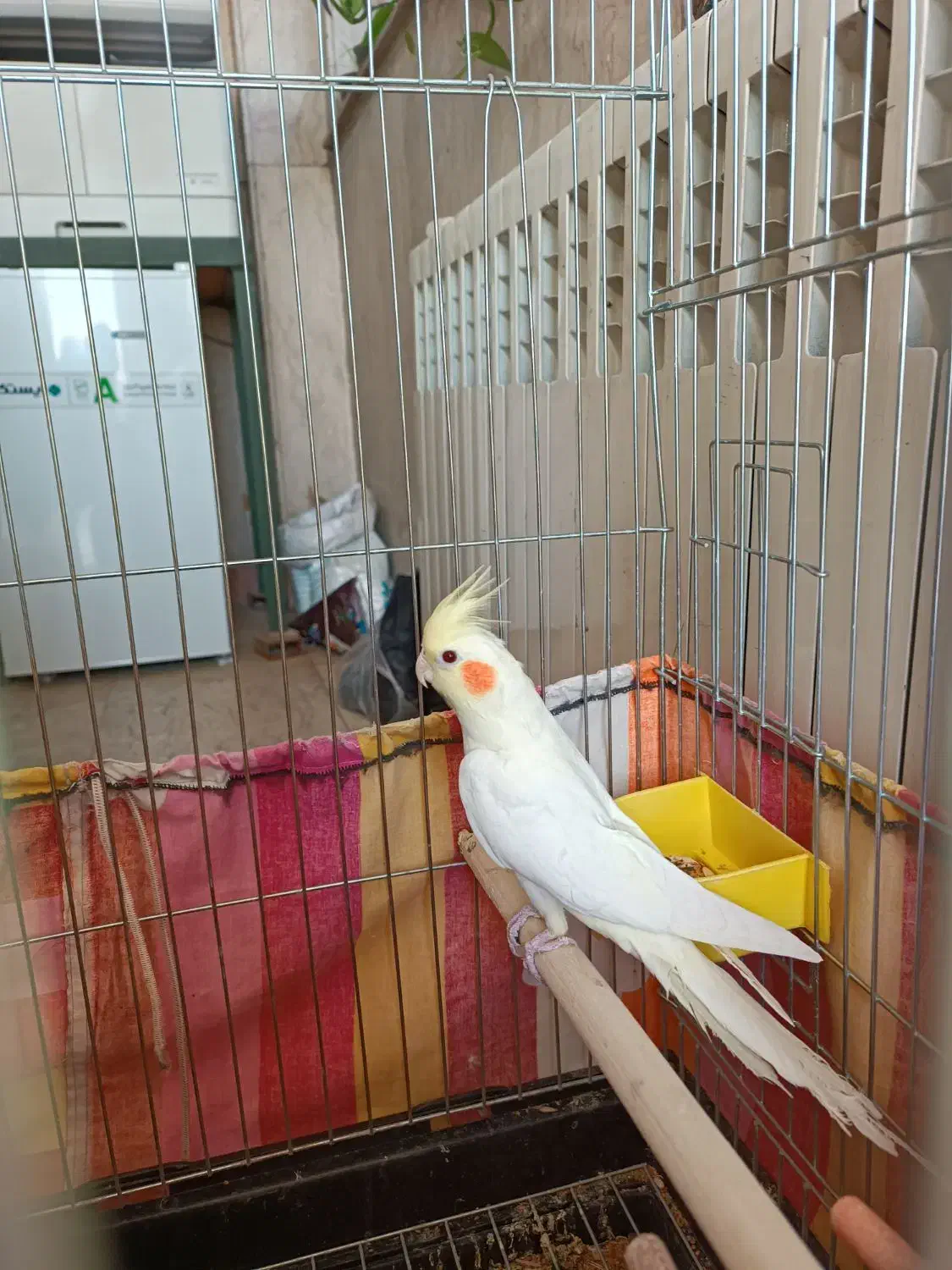 عروس هلندی|پرنده|ماهدشت, |دیوار