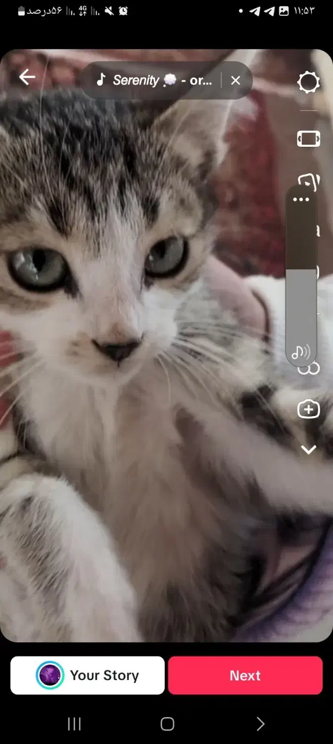 گربه|گربه|زنجان, |دیوار