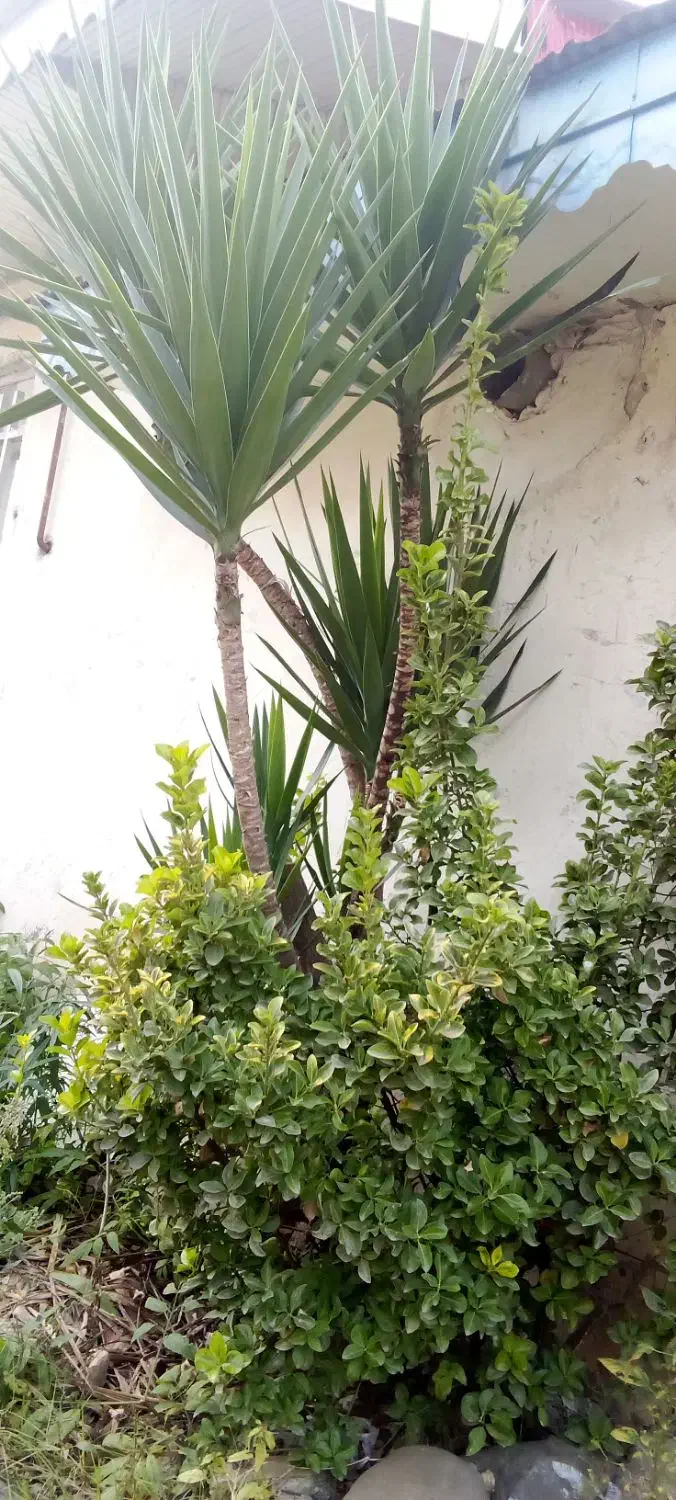 گل سرحال و فوق العاده ۱۰ساله یوکا|گل و گیاه طبیعی|رشت, اسماعیل آباد|دیوار