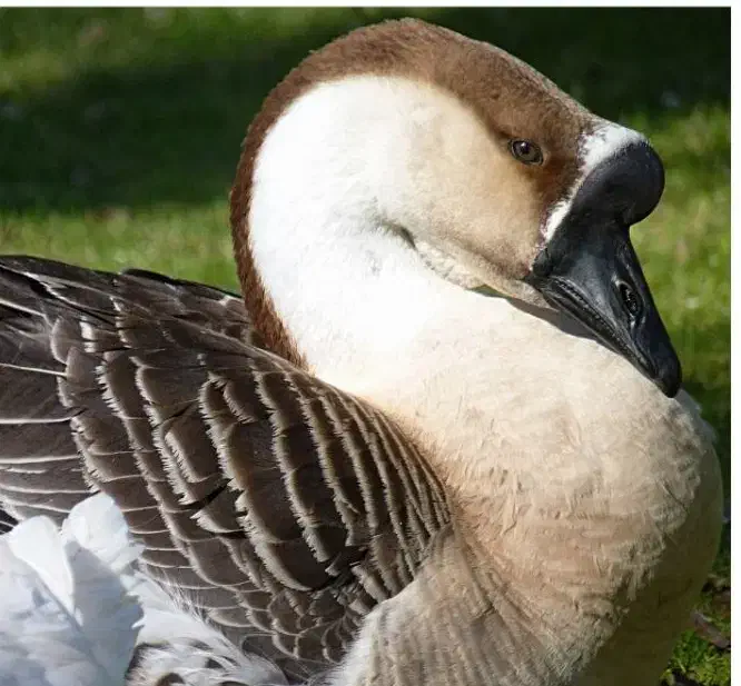 قو غاز آفریقایی|حیوانات مزرعه|صومعه‌سرا, |دیوار