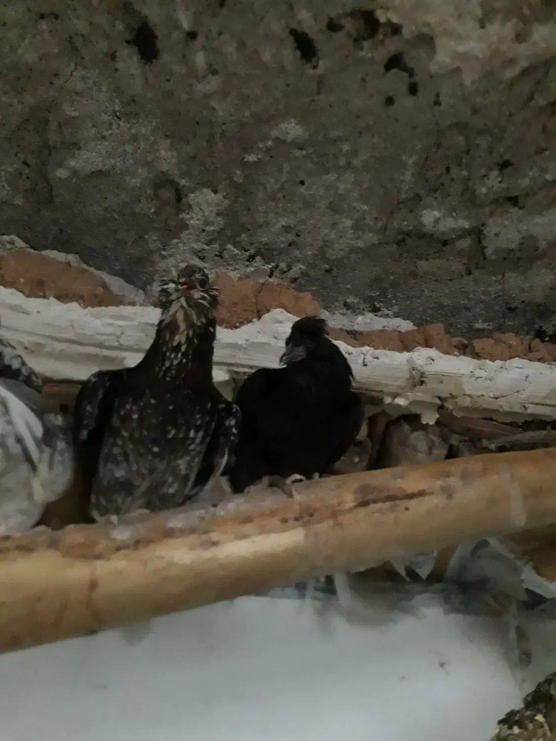 مرغ های گلچین شده در نورآباد ممسنی|حیوانات مزرعه|رستم, |دیوار