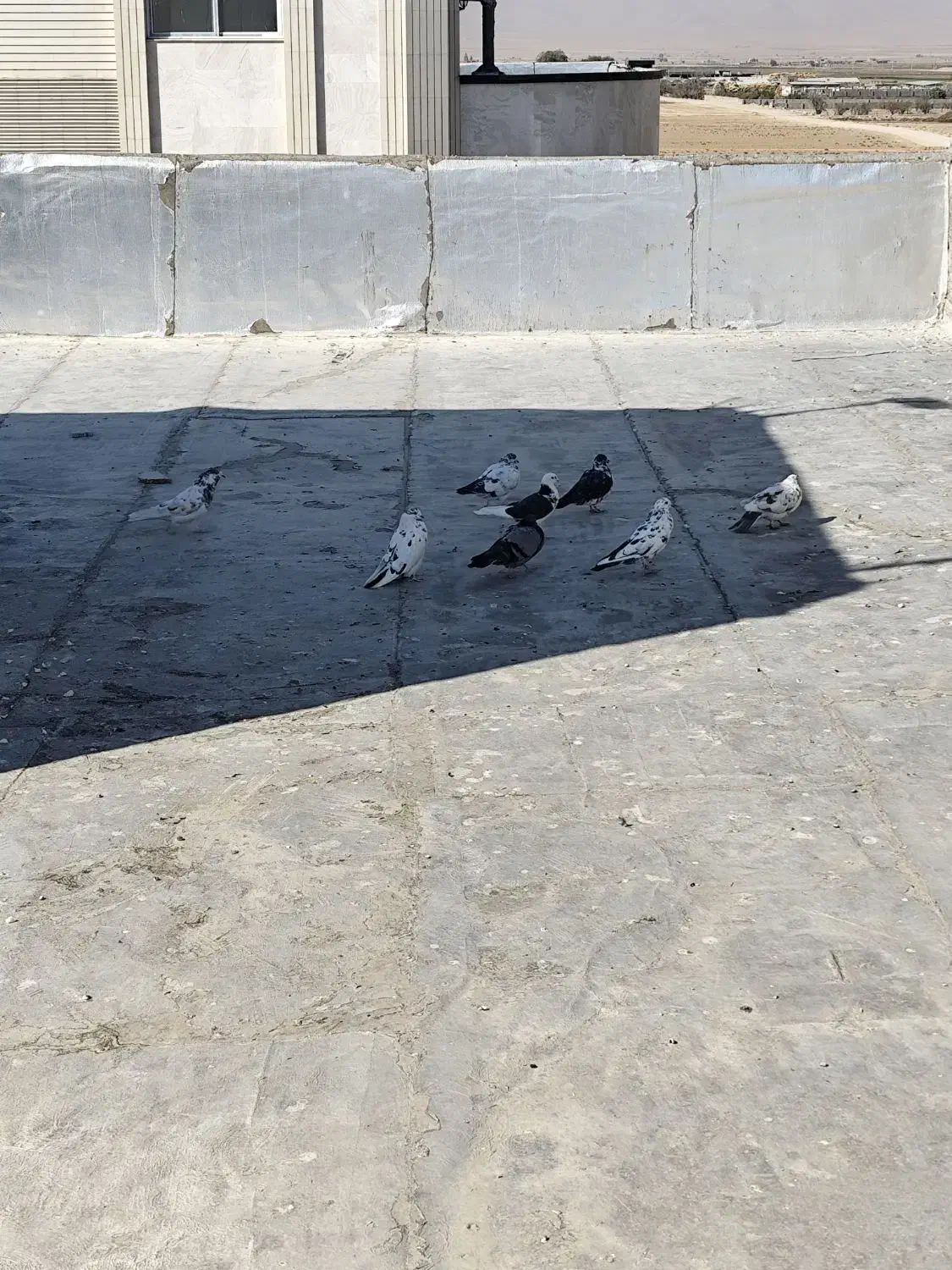 کبوتر کاشونی|پرنده|بروجن, |دیوار