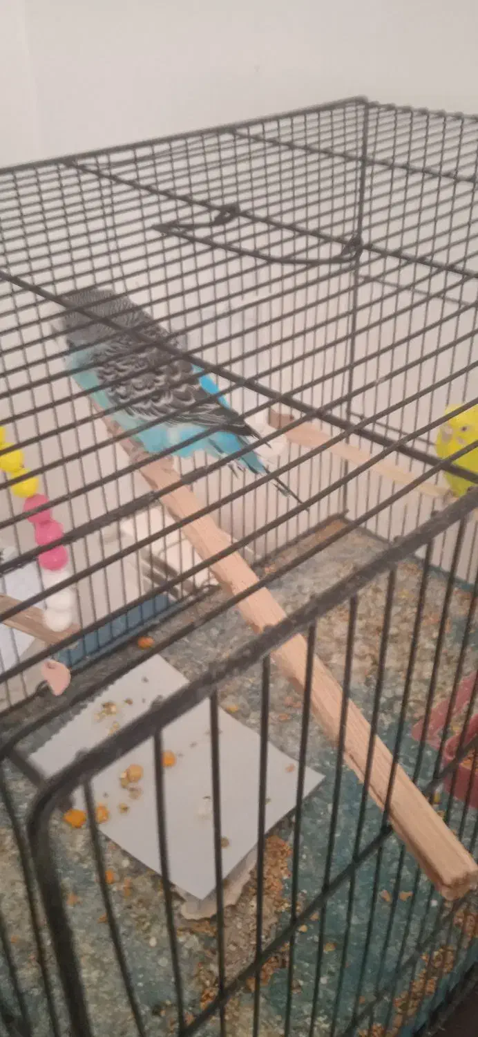 یک جفت مرغ عشق مولد بخون|پرنده|اسلام‌شهر, صادقیه|دیوار