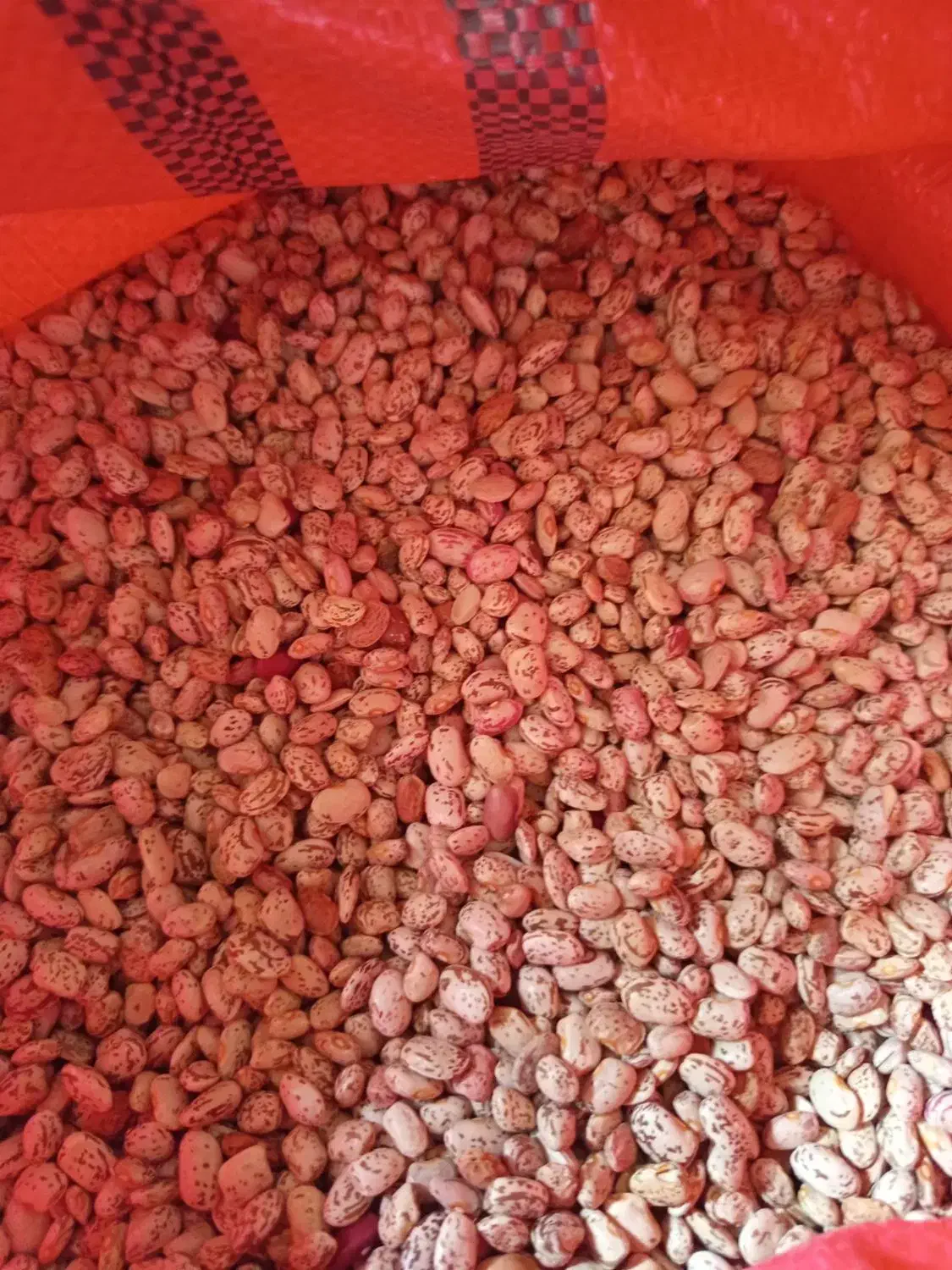 لوبیاچیتی کاشت امسال|عمدهفروشی|کبودرآهنگ, |دیوار