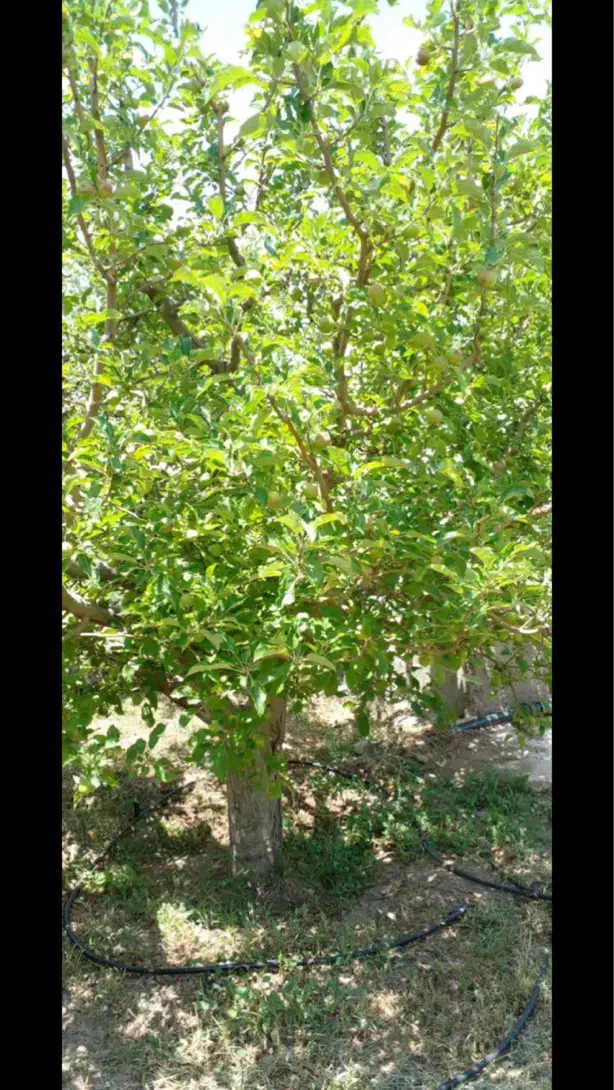 استخدام باغبان|خدمات باغبانی و درختکاری|اهر, |دیوار