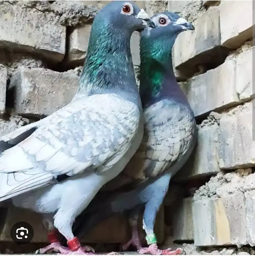 نر طاووسی باخت دادم|حیوانات|زاهدان, |دیوار