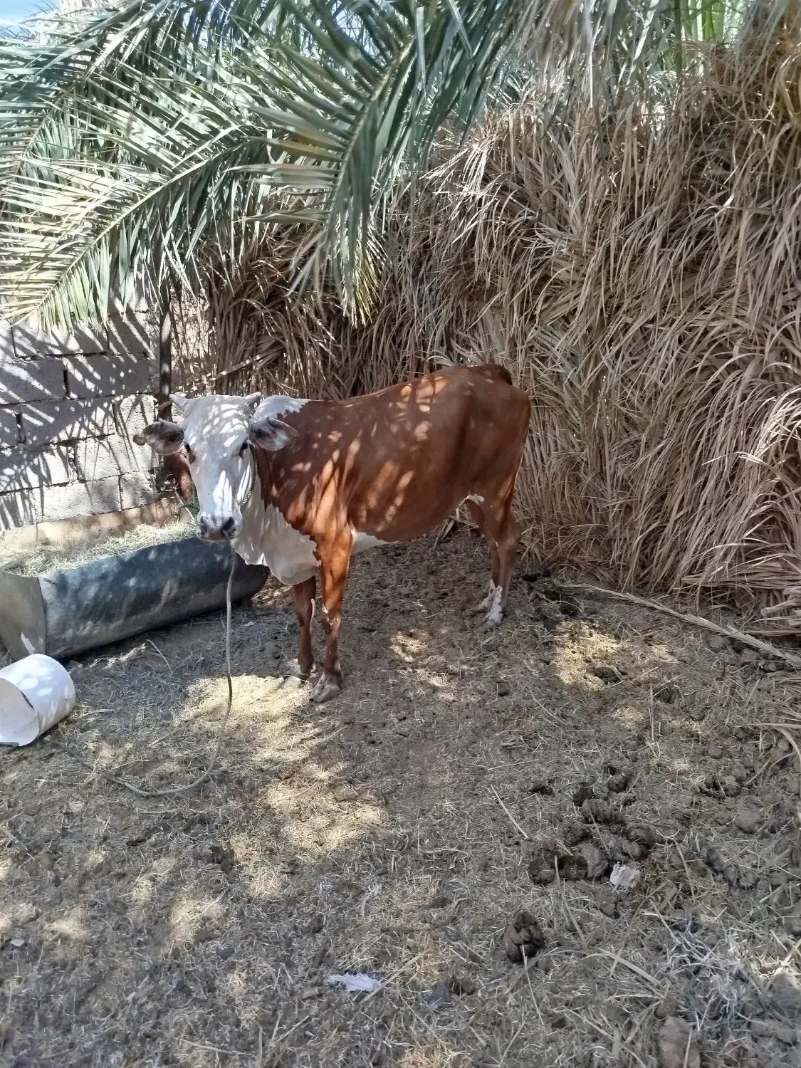 فروشی|حیوانات مزرعه|نگین کویر, |دیوار