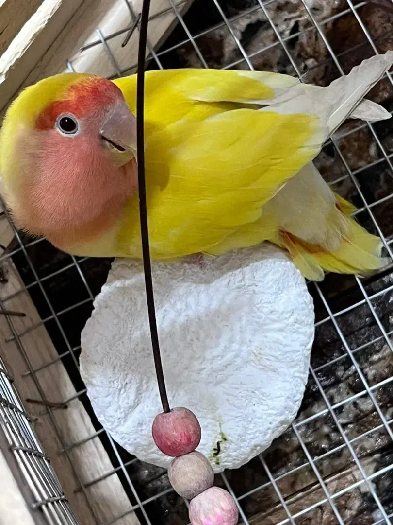 6 عدد برزیلی ،کتوله ،|پرنده|کرمان, |دیوار