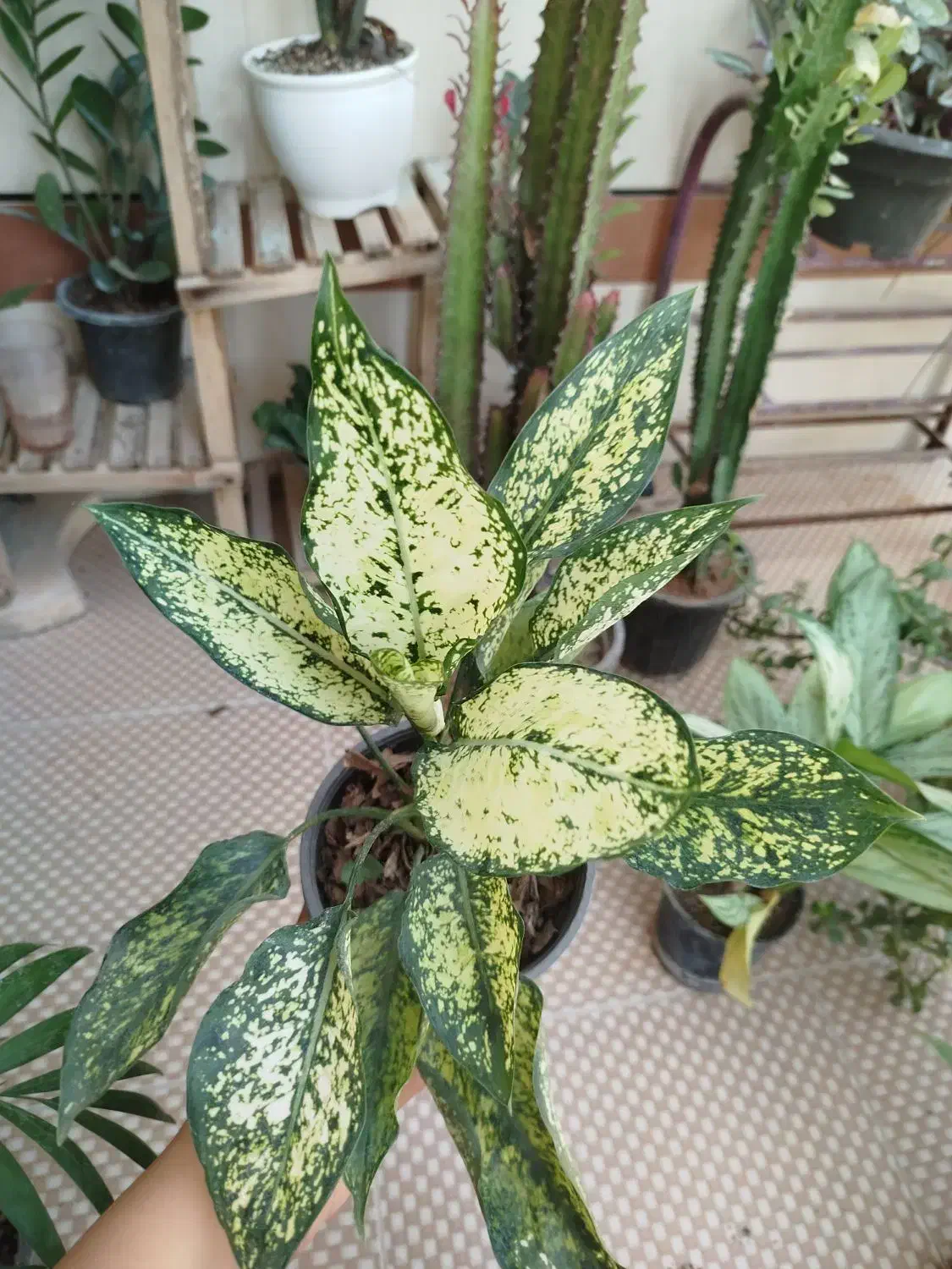 گل های آپارتمانی شاداب و مناسب|گل و گیاه طبیعی|برازجان, |دیوار