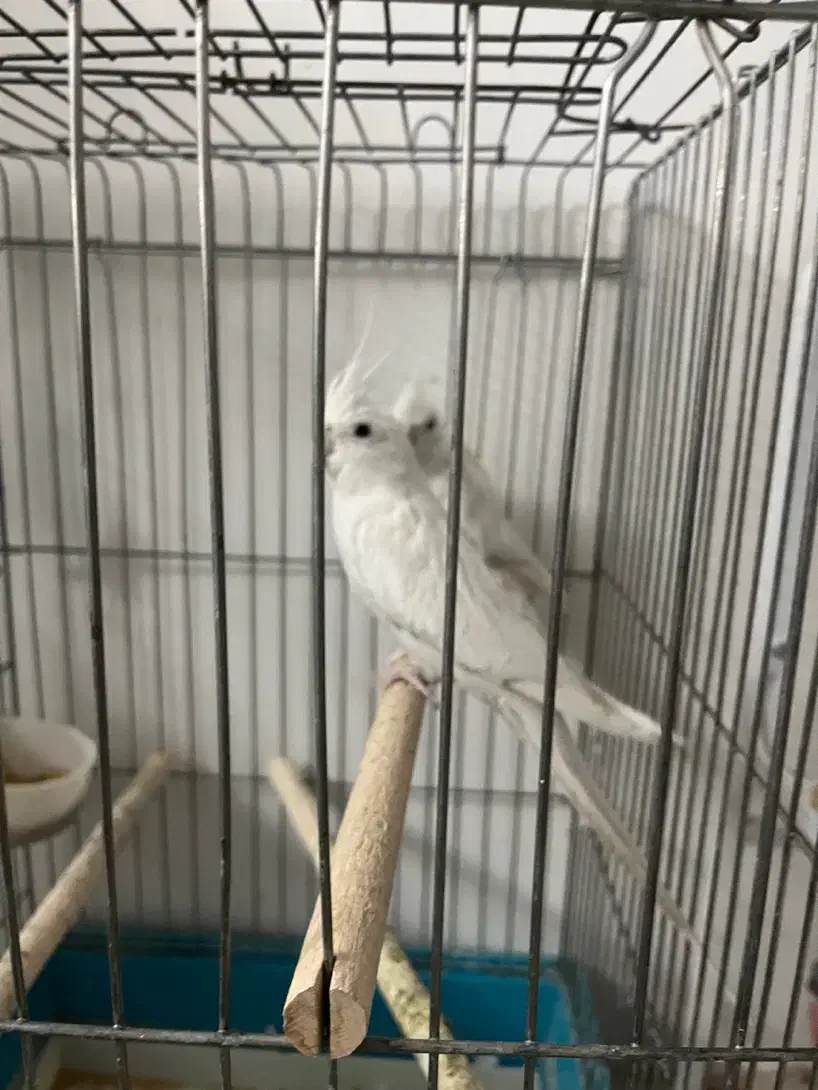 جفت عروس هلندی البینو|پرنده|نظرآباد, نظرآباد|دیوار