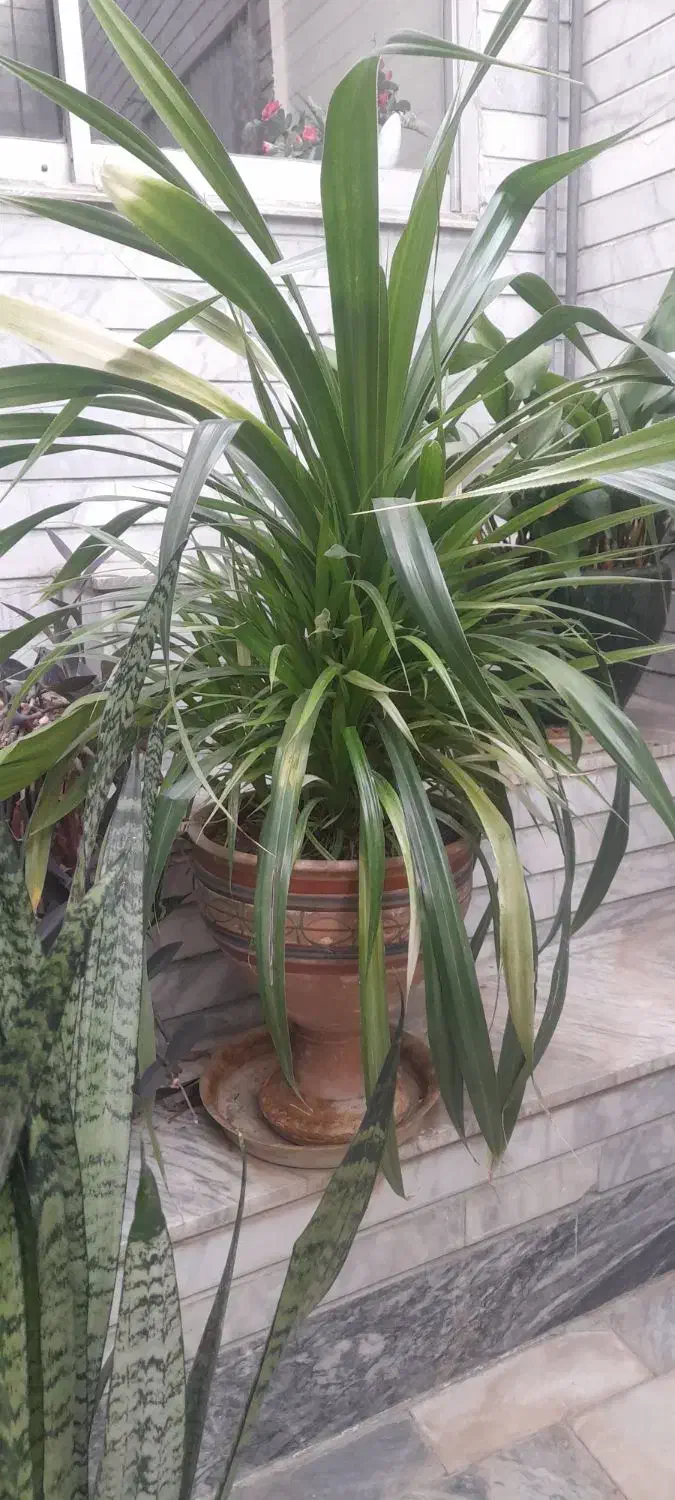 گل های طبیعی|گل و گیاه طبیعی|آبدانان, |دیوار