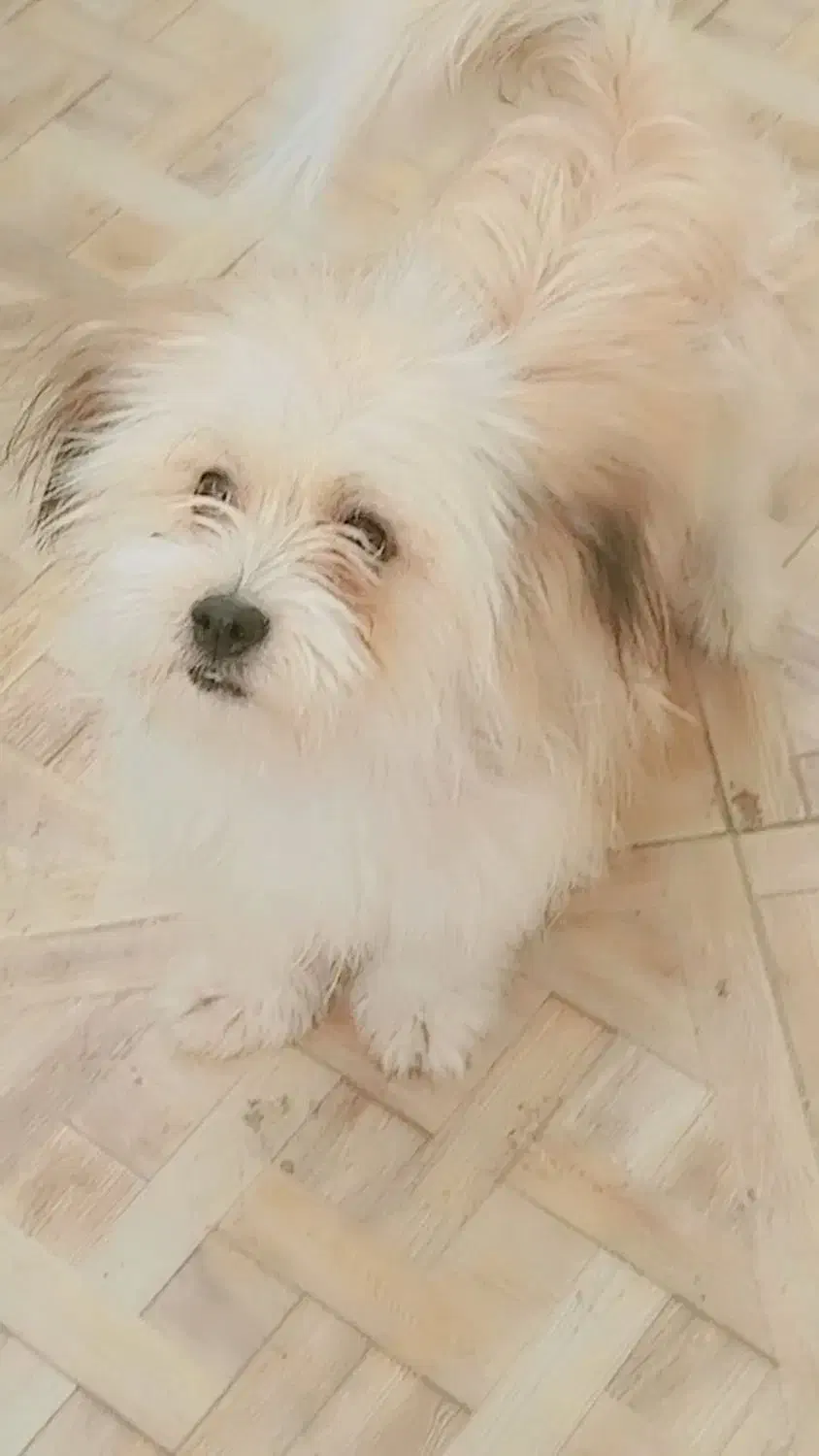 سگ گمشده|حیوانات|اقلید, |دیوار