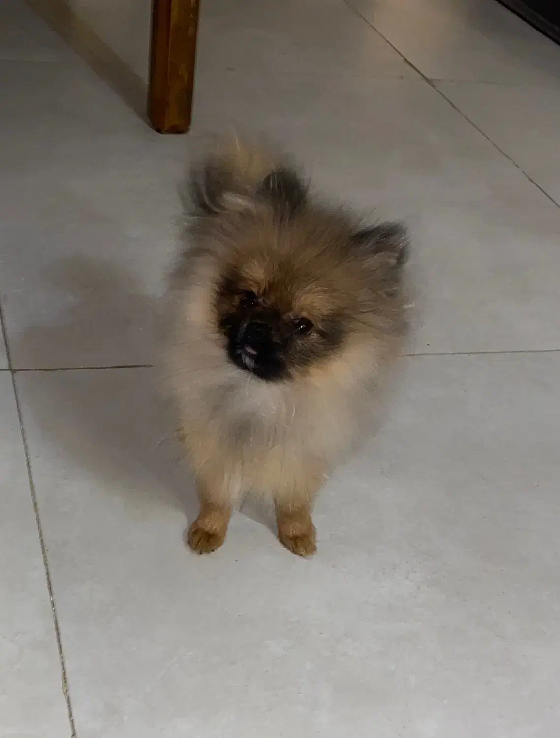 پامر ۷ ماهه|سگ|کرج, شهرک آسمان|دیوار