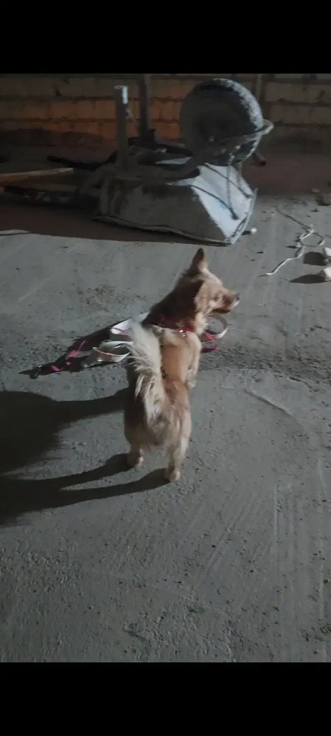 پامرروباهی باکلبه سگ|سگ|بندر امام خمینی, |دیوار