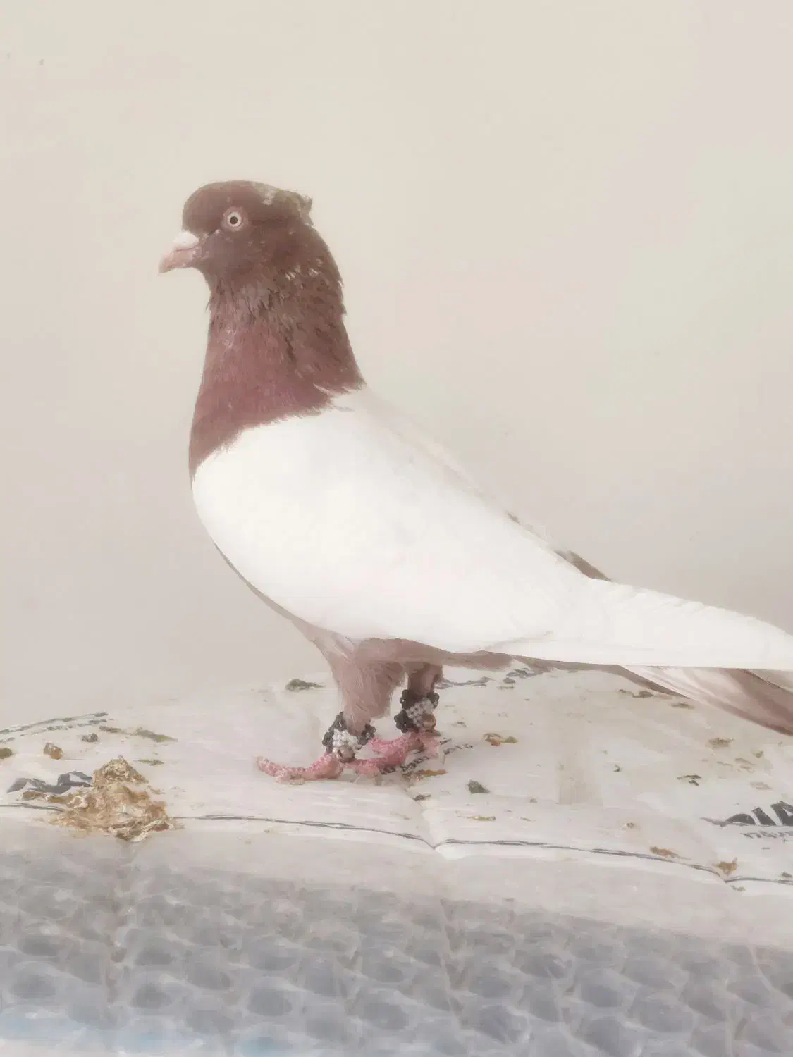 کبوترسینه‌سرخ کل دمی|پرنده|شیراز, شیخ علی چوپان|دیوار