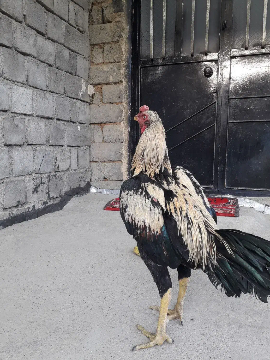 خروس لاری|حیوانات مزرعه|سردشت, |دیوار