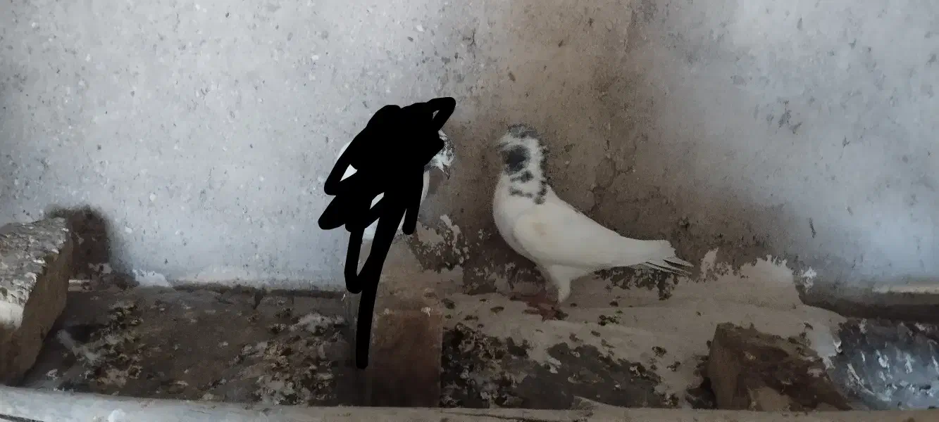 سه کفتر پرشی|پرنده|ماهنشان, |دیوار