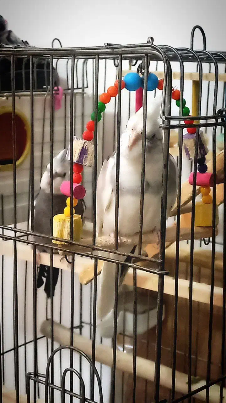 طوطی عروس هلندی|پرنده|بانه, |دیوار