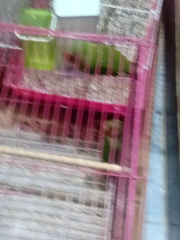 ۵تا|پرنده|خرمشهر, |دیوار