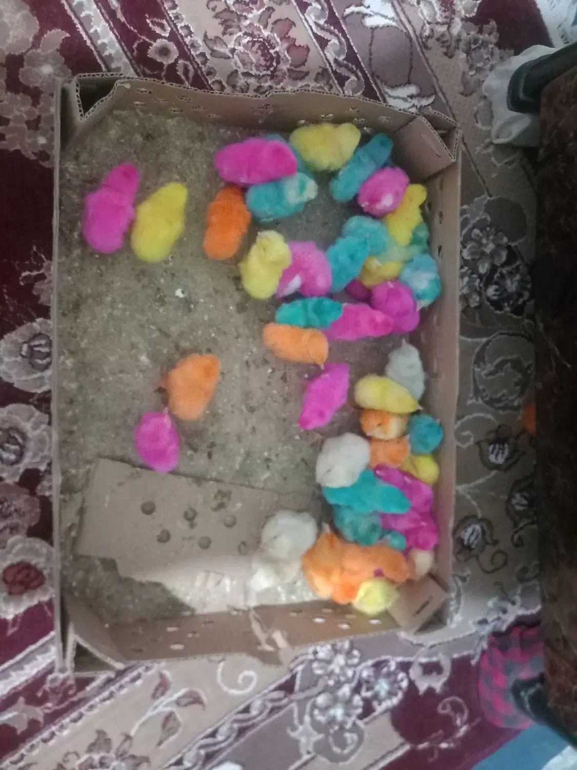 جوجه رنگی|پرنده|شیروان (خراسان), |دیوار