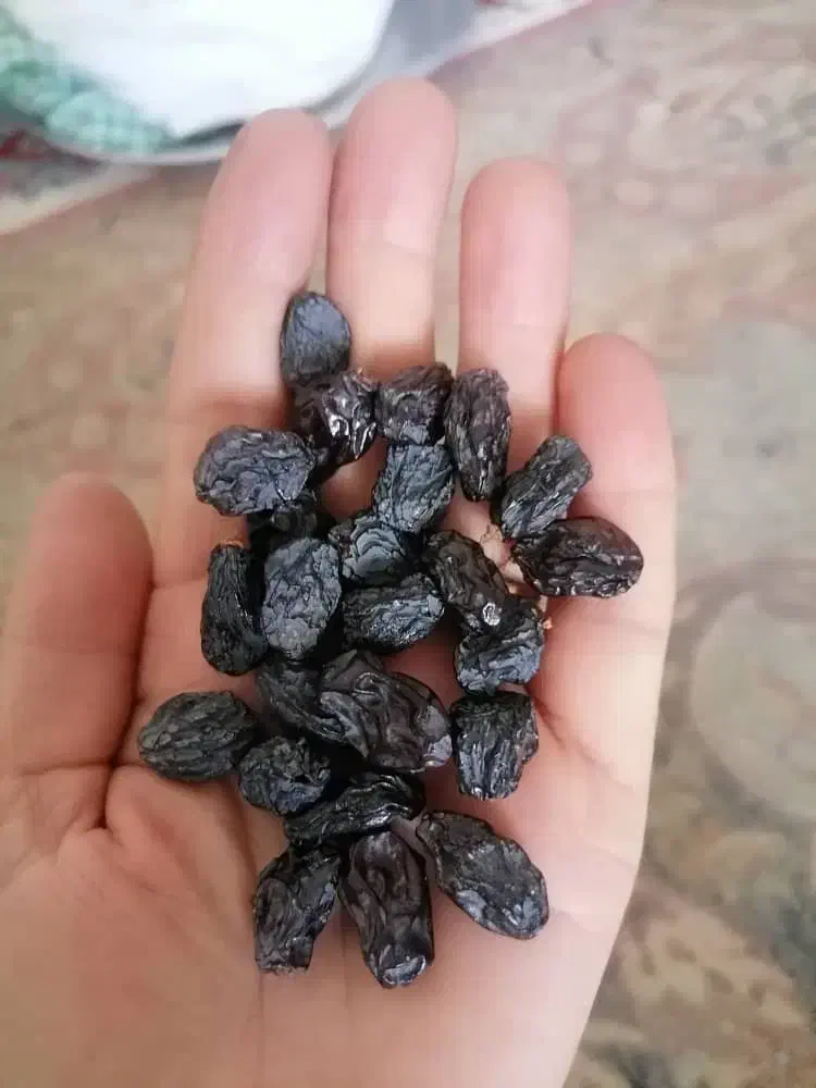 مویز انگور سیاه امسال|خوردنی و آشامیدنی|شیراز, شهرک برف فروشان|دیوار