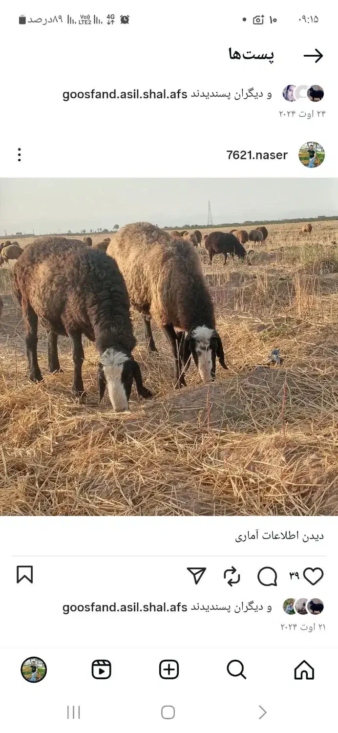 گوسفند شال یکجا بفروش میرسد|حیوانات مزرعه|شال, |دیوار