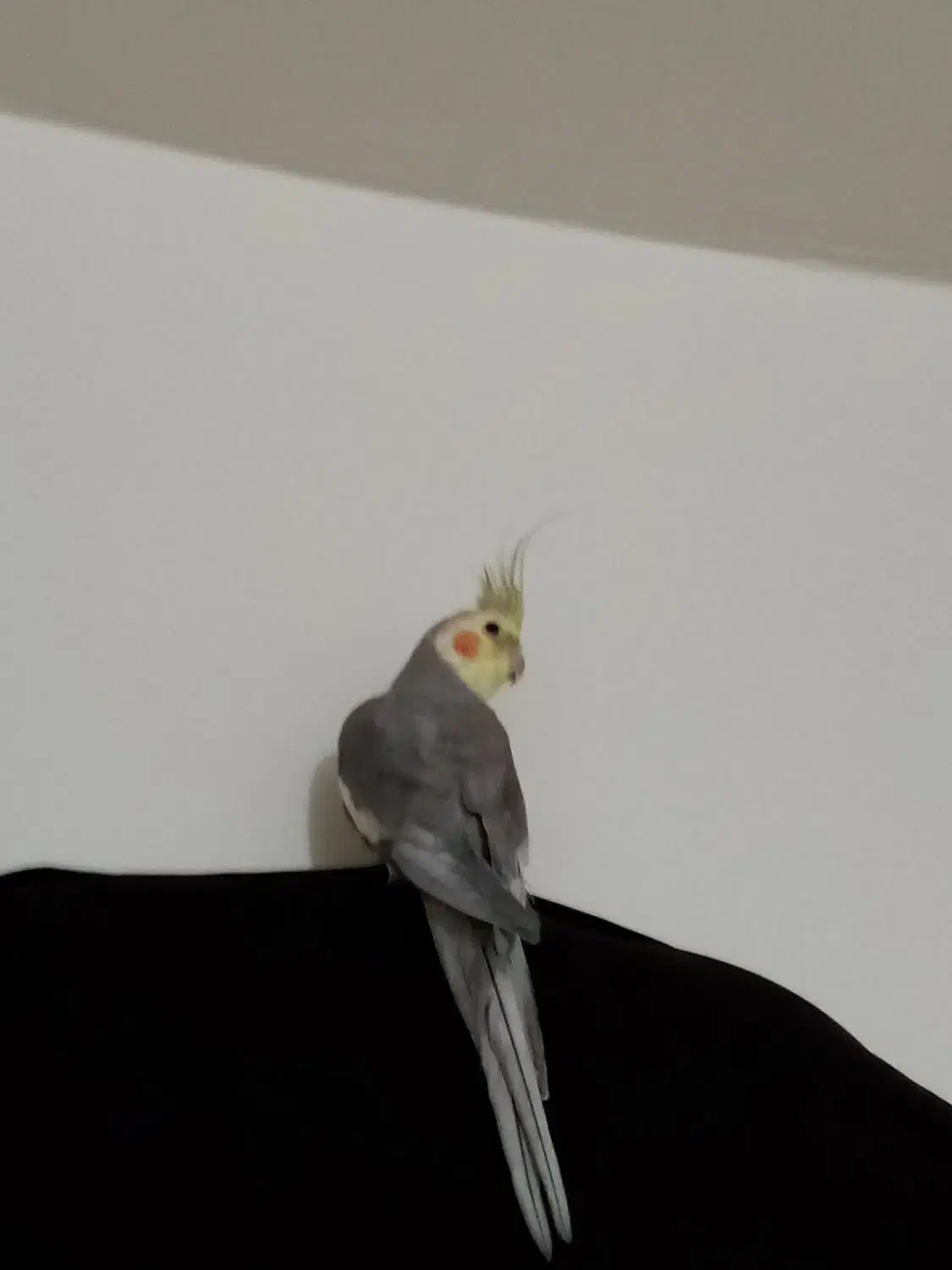 عروس هلندی نر دستی سخنگو|پرنده|شاهینشهر, فیض|دیوار