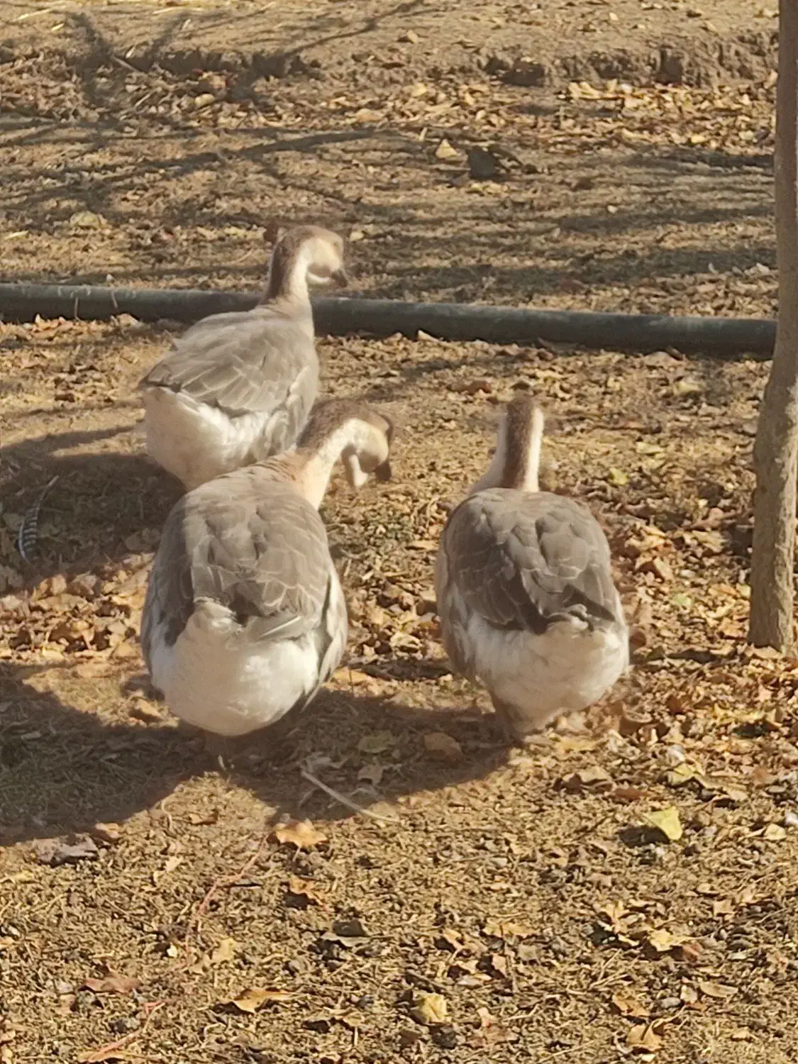 سه عدد غوغاز یک نر دوتا ماده|حیوانات مزرعه|اسدآباد, |دیوار