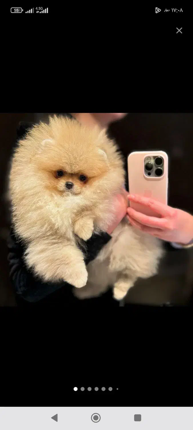 سگ پامر78روزه بسیار خاص وبی نظیر بمب مو تیکاپ|سگ|مشهد, وکیل‌آباد|دیوار