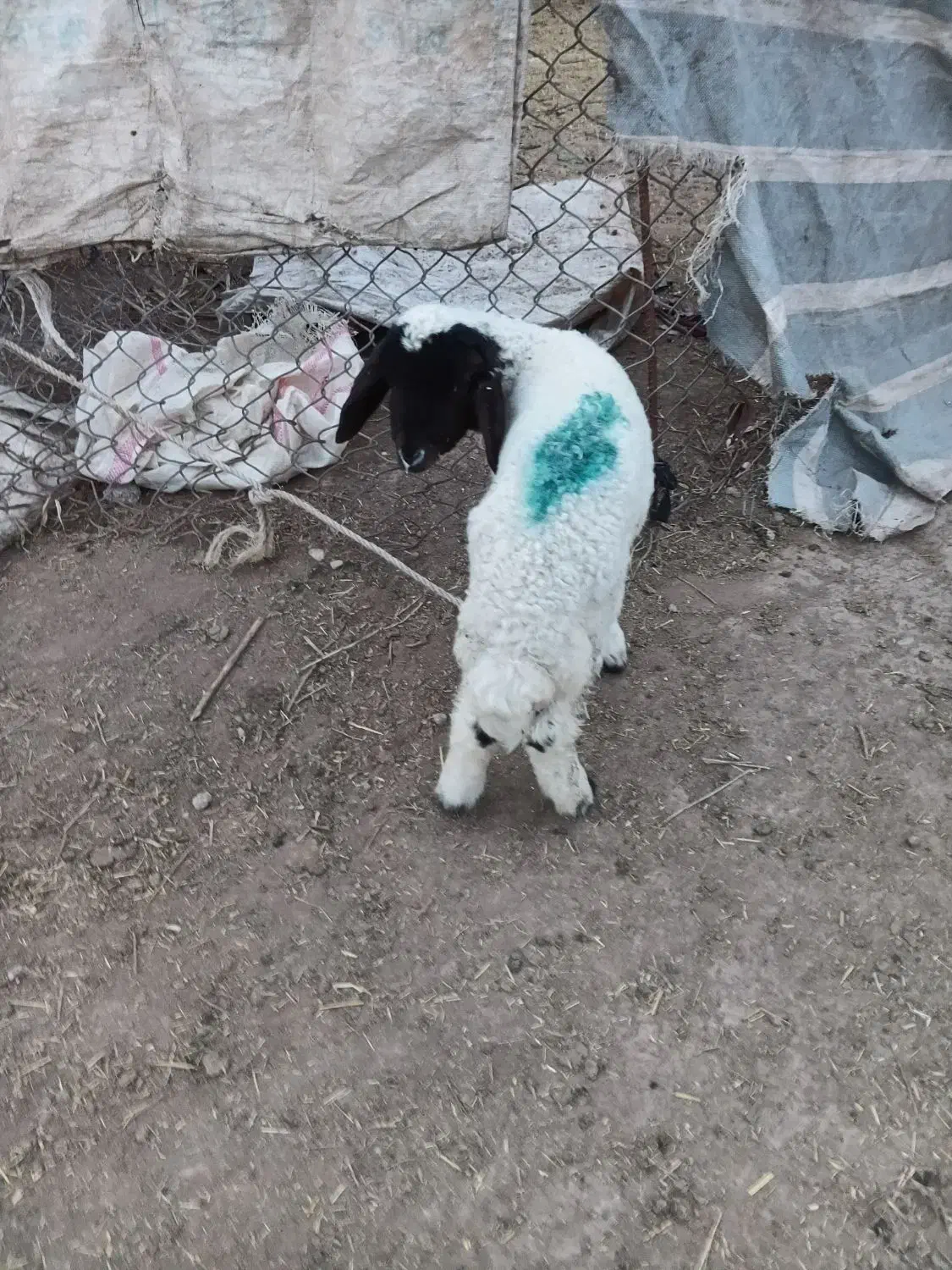 بره .بیگ. بز.میش|حیوانات مزرعه|دزفول, |دیوار