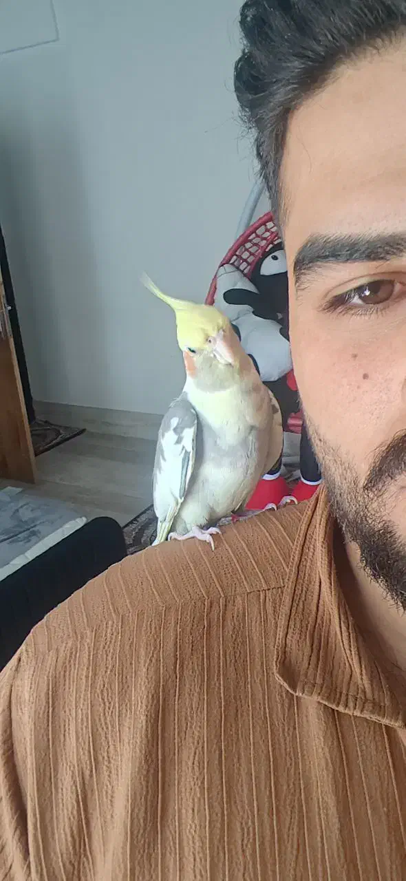 عروس هلندی|پرنده|پیرانشهر, |دیوار