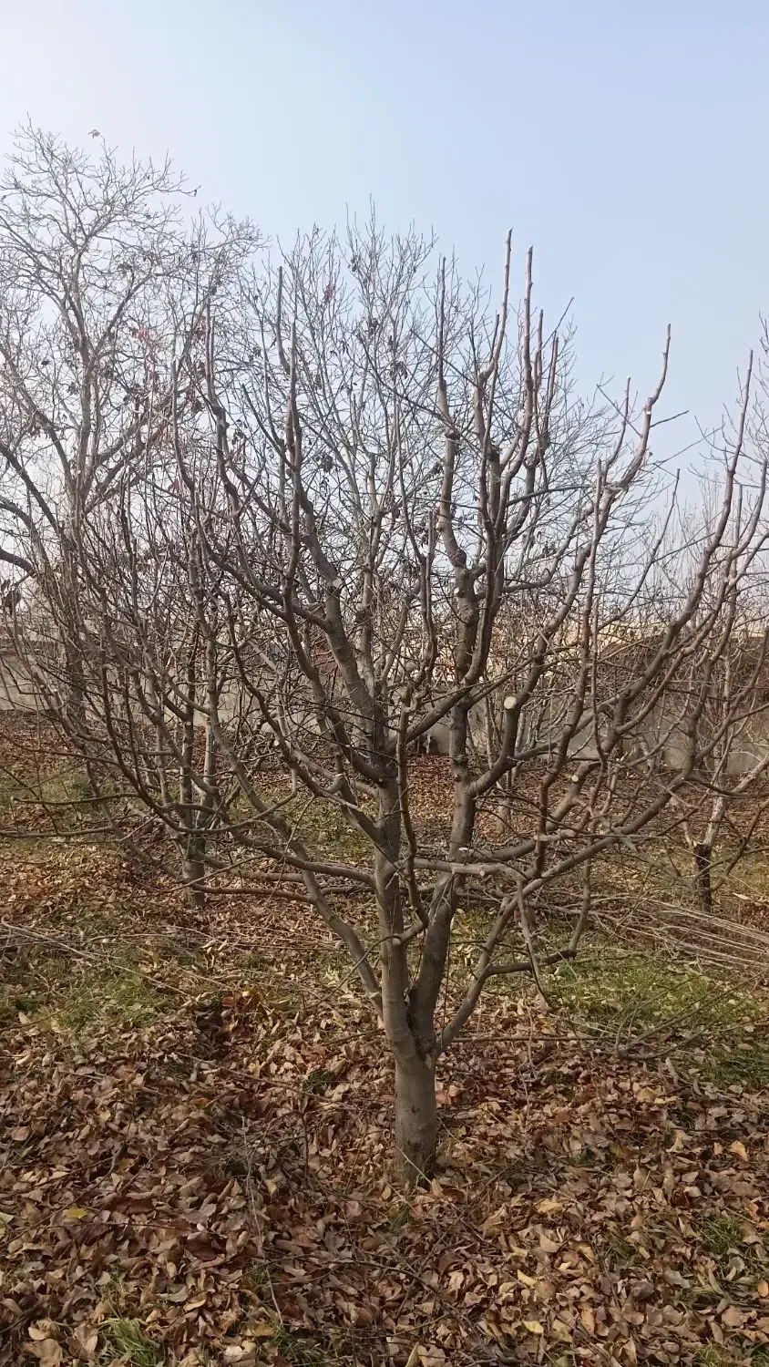 هرس درختان|خدمات باغبانی و درختکاری|نوشین شهر, |دیوار