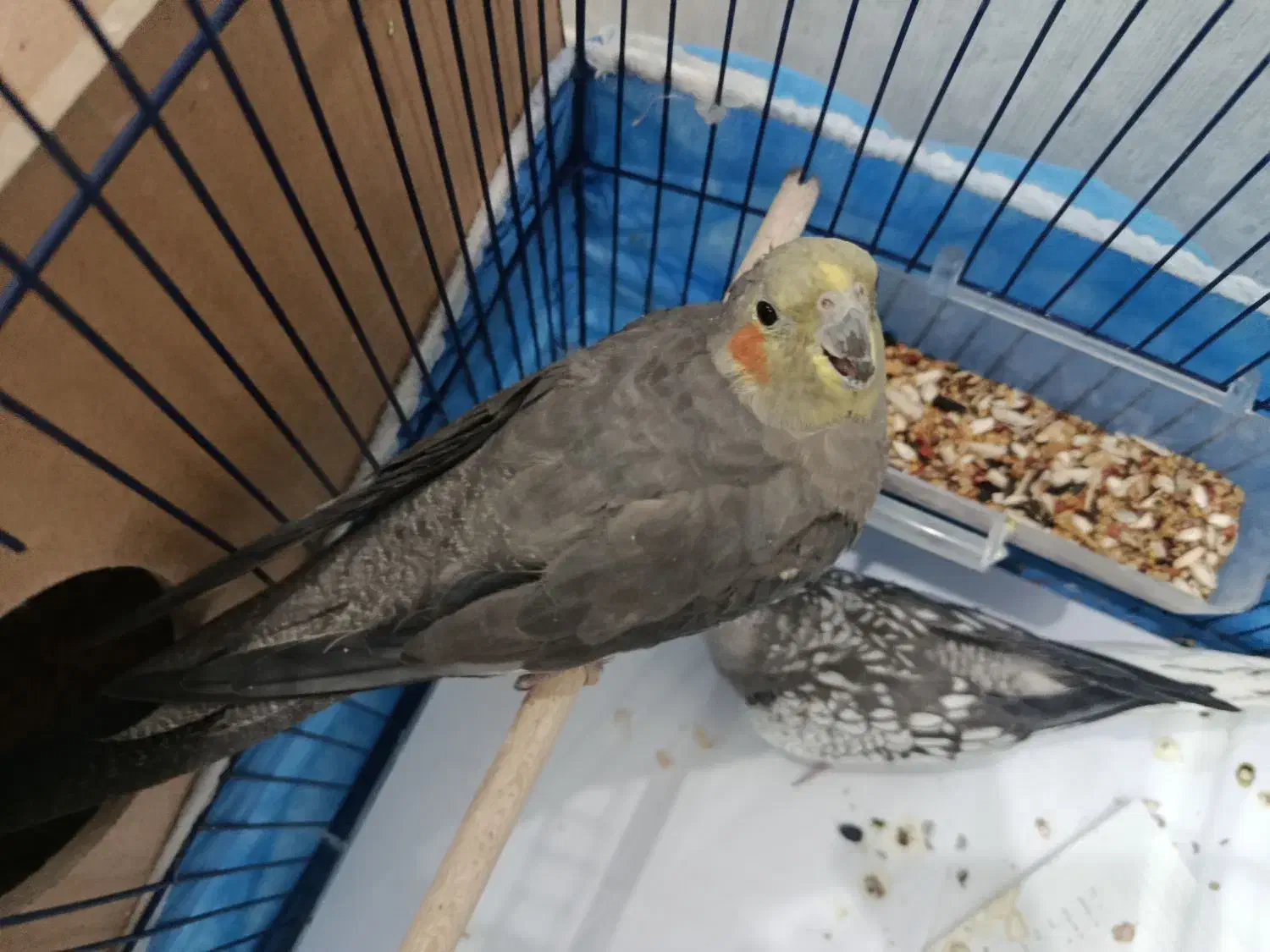 یک جفت عروس هلندی خوشگل|پرنده|اهواز, کوی سعدی|دیوار