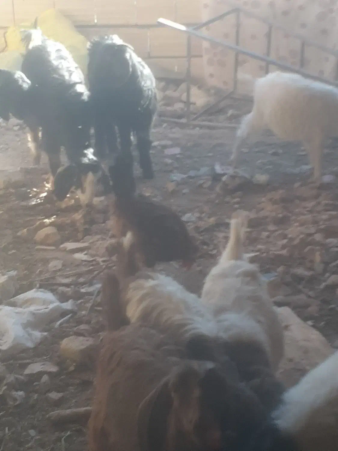 بزغاله چهارده عدد چهار عدد نر ده عدد ماده سالم|حیوانات مزرعه|سبزوار, اسلام آباد|دیوار